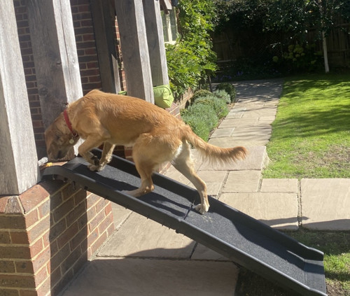 160cm dog car - dog, ramp